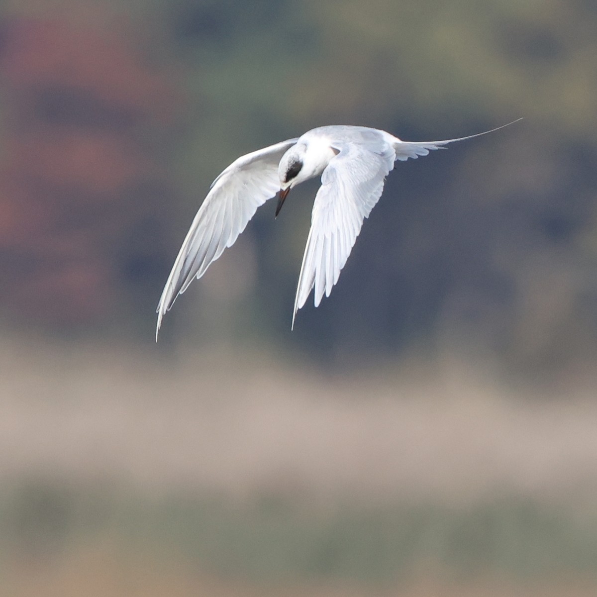 Крячок неоарктичний - ML644285216