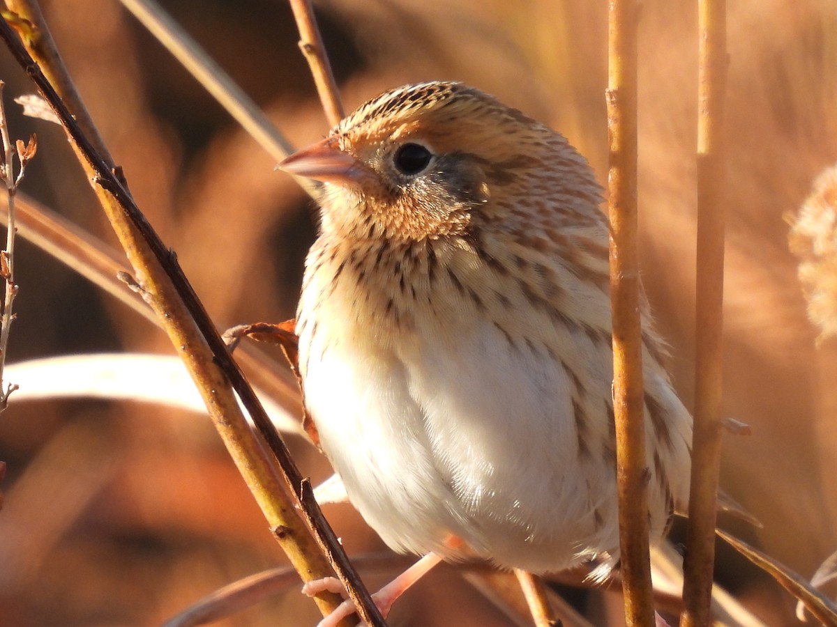 gråørespurv - ML644285219