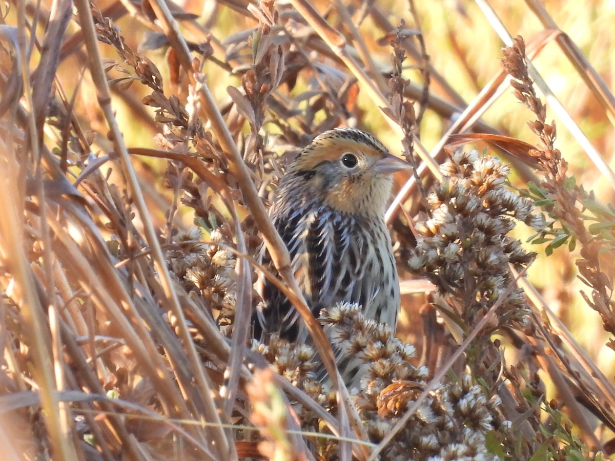 gråørespurv - ML644285226