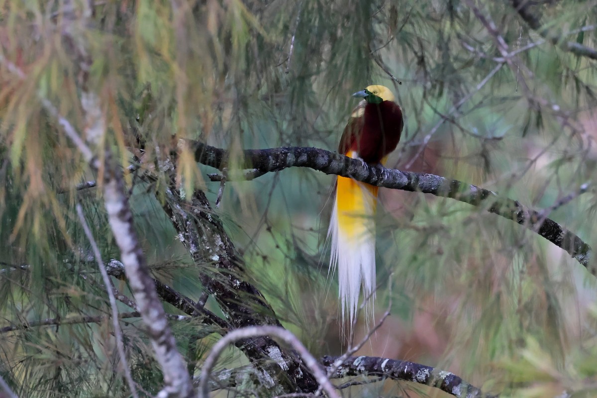 Ave del Paraíso Esmeralda Chica - ML644285228