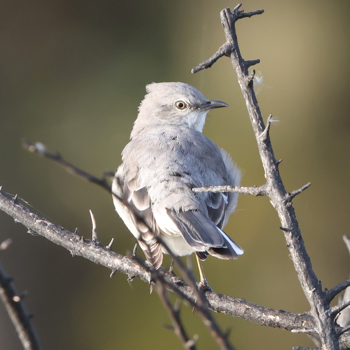 Northern Mockingbird - ML644285236