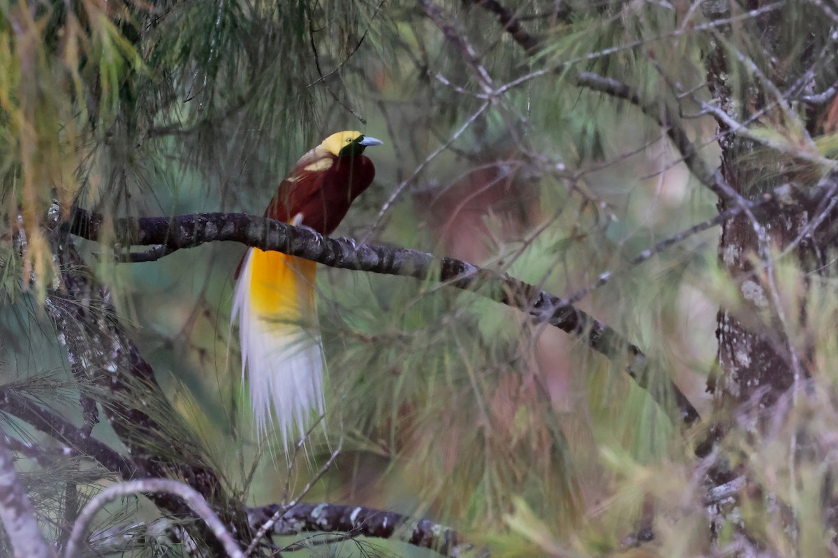 Ave del Paraíso Esmeralda Chica - ML644285239