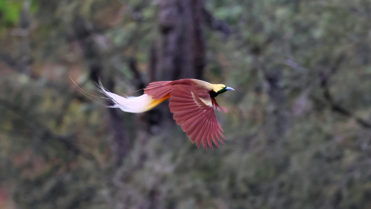 Ave del Paraíso Esmeralda Chica - ML644285246