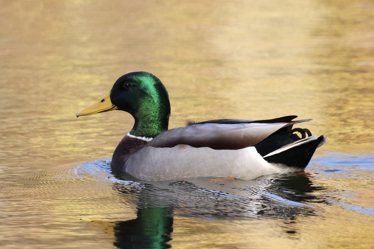 Зэрлэг нугас - ML644285247