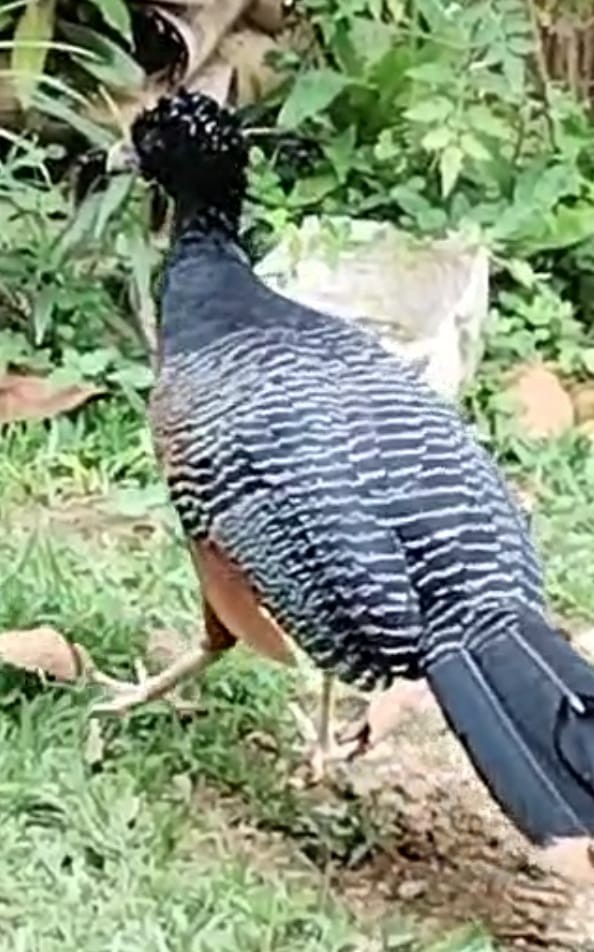 Blue-billed Curassow - ML644285254