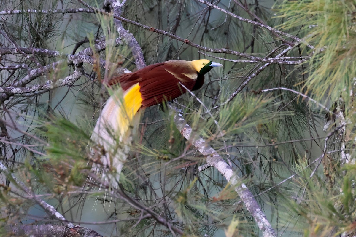 Ave del Paraíso Esmeralda Chica - ML644285259