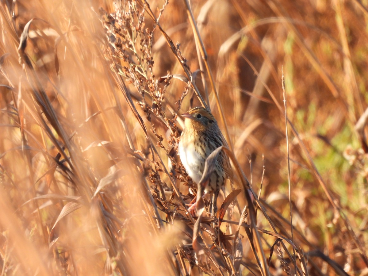 gråørespurv - ML644285273