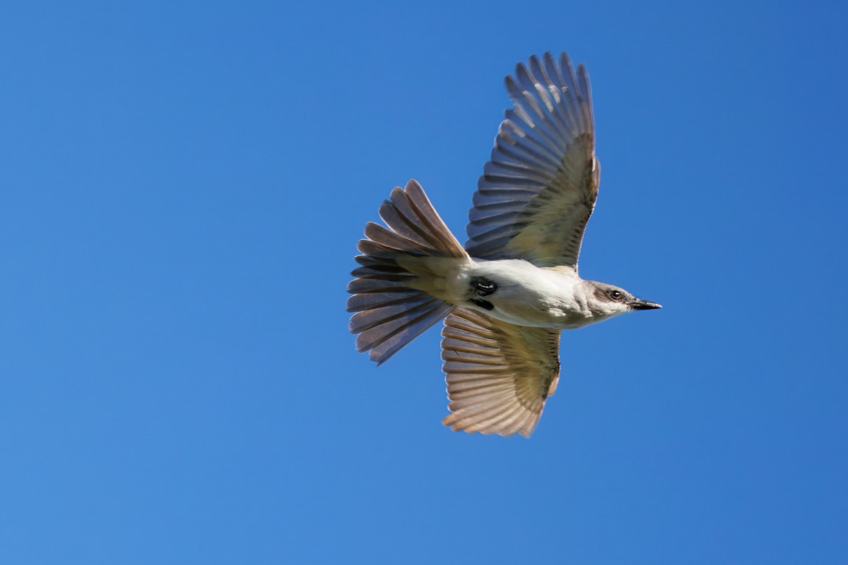 Gray Kingbird - ML644285274