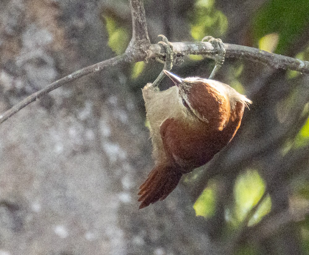 Rusty-backed Spinetail - ML644285277