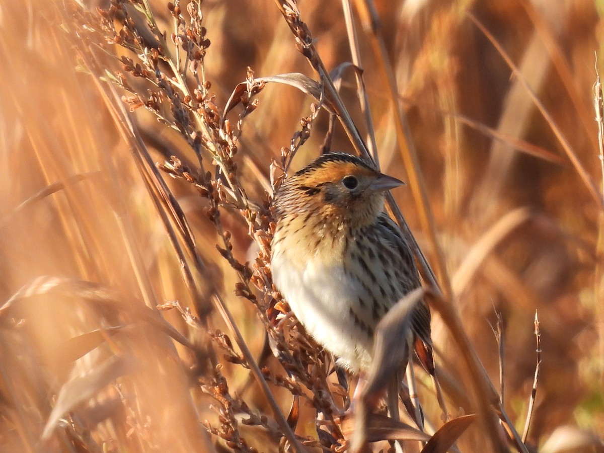 gråørespurv - ML644285290