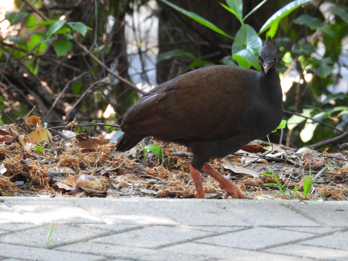 Mégapode de Reinwardt - ML644285306