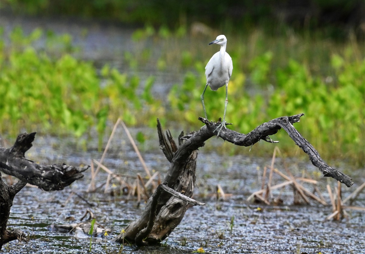 Little Blue Heron - ML644285315