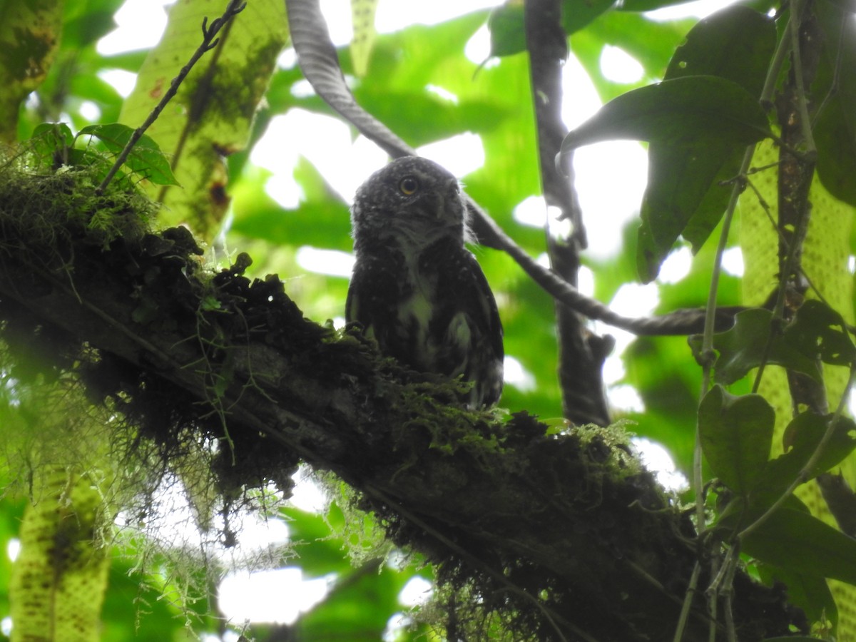 Costa Rican Pygmy-Owl - ML644285317