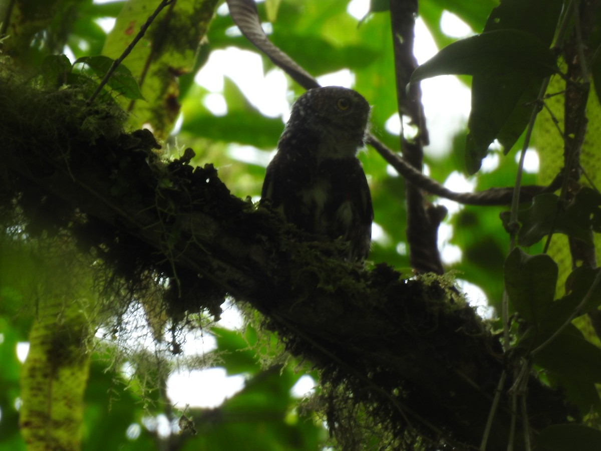 Costa Rican Pygmy-Owl - ML644285319