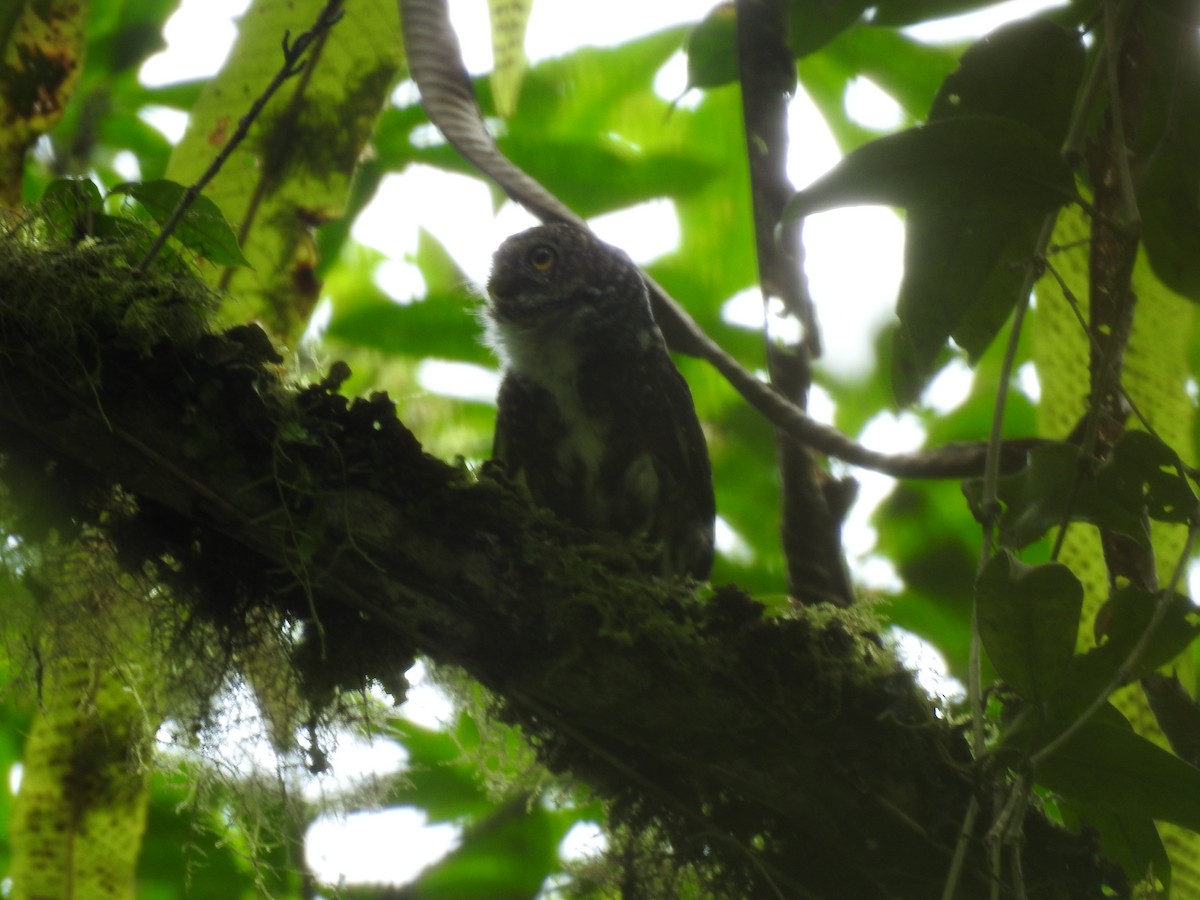 Costa Rican Pygmy-Owl - ML644285321