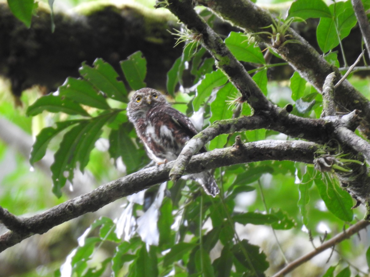 Costa Rican Pygmy-Owl - ML644285322