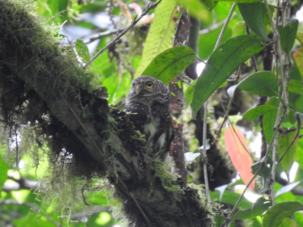 Costa Rican Pygmy-Owl - ML644285323