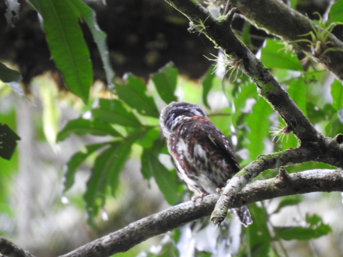 Costa Rican Pygmy-Owl - ML644285324