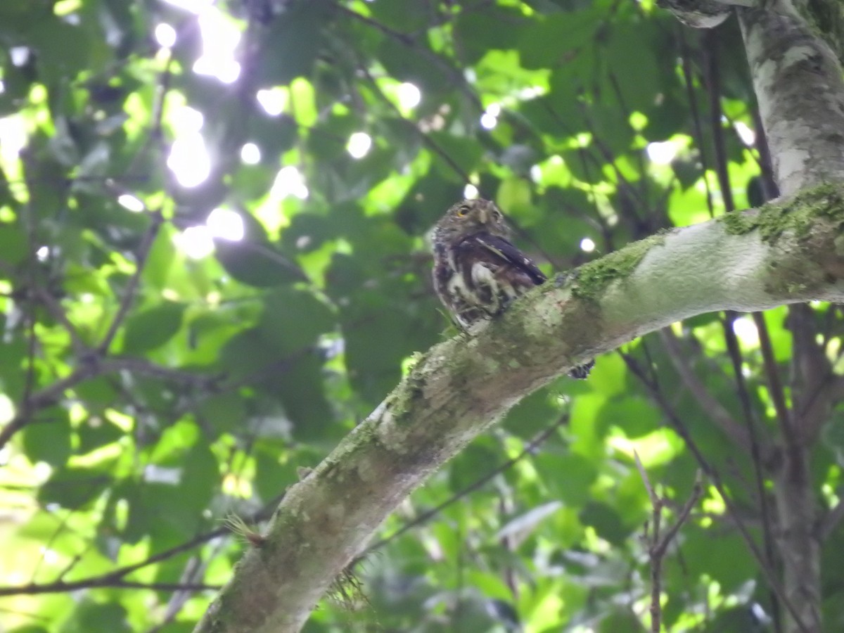Costa Rican Pygmy-Owl - ML644285326