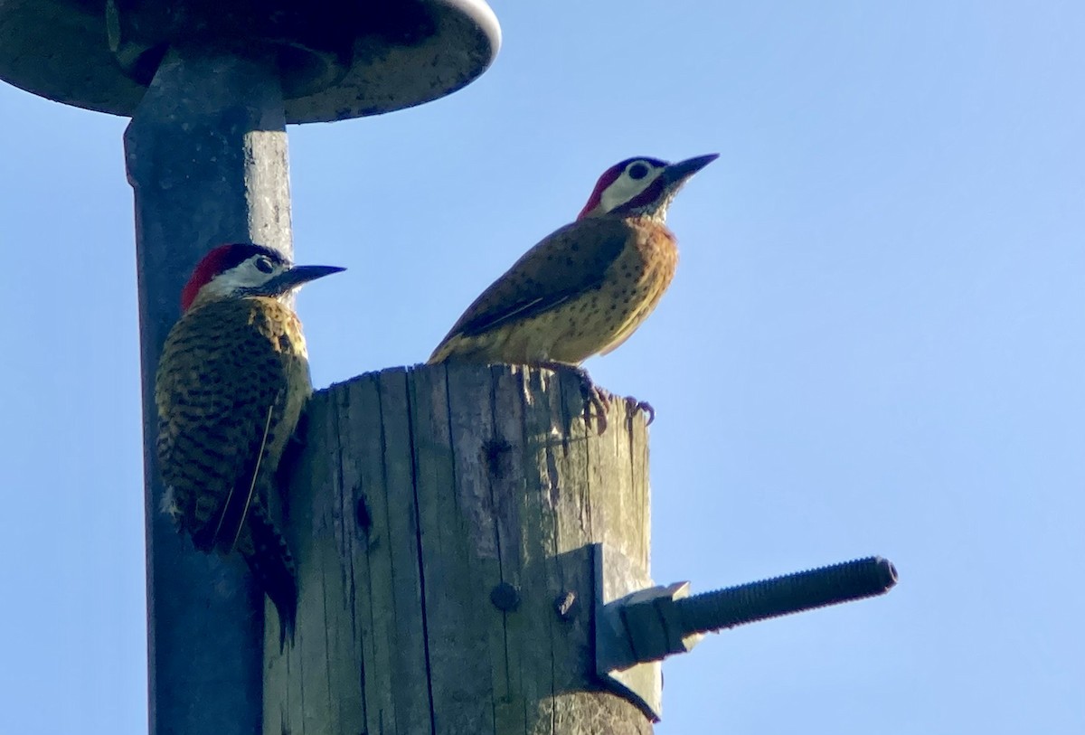 Spot-breasted Woodpecker - ML644285327