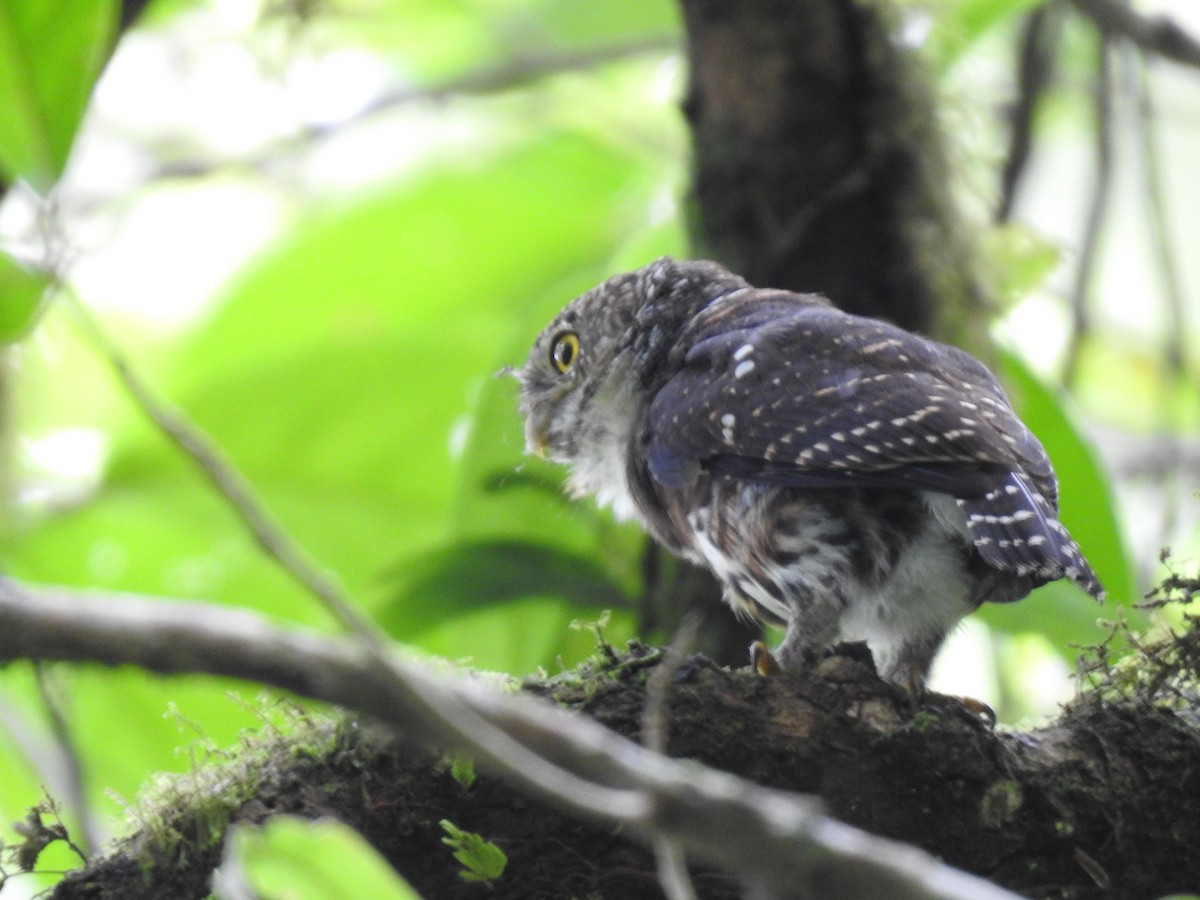 Costa Rican Pygmy-Owl - ML644285328