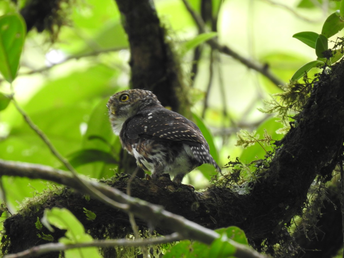 Costa Rican Pygmy-Owl - ML644285331