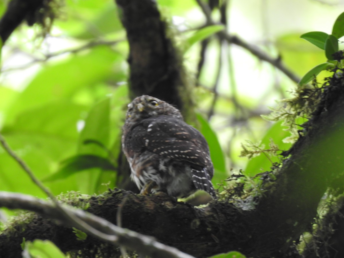 Costa Rican Pygmy-Owl - ML644285332