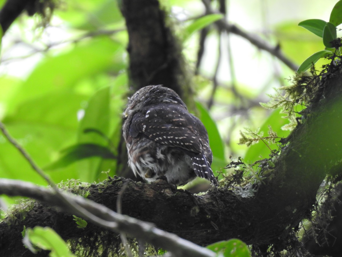 Costa Rican Pygmy-Owl - ML644285333