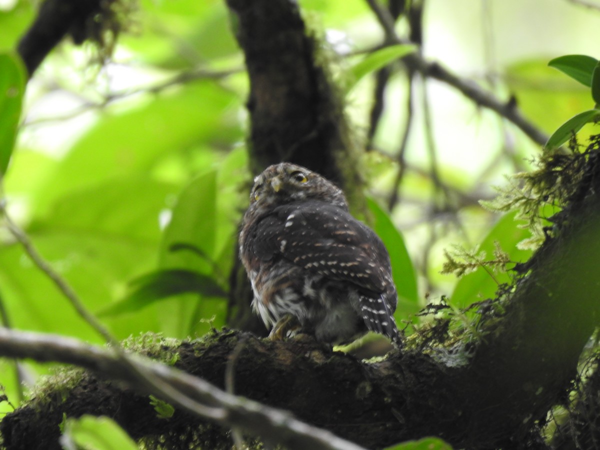 Costa Rican Pygmy-Owl - ML644285334