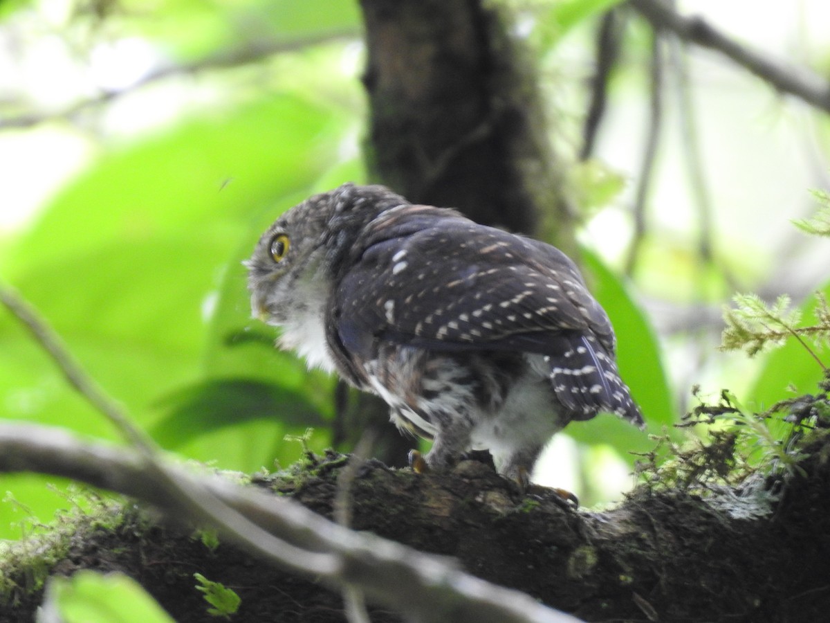 Costa Rican Pygmy-Owl - ML644285335