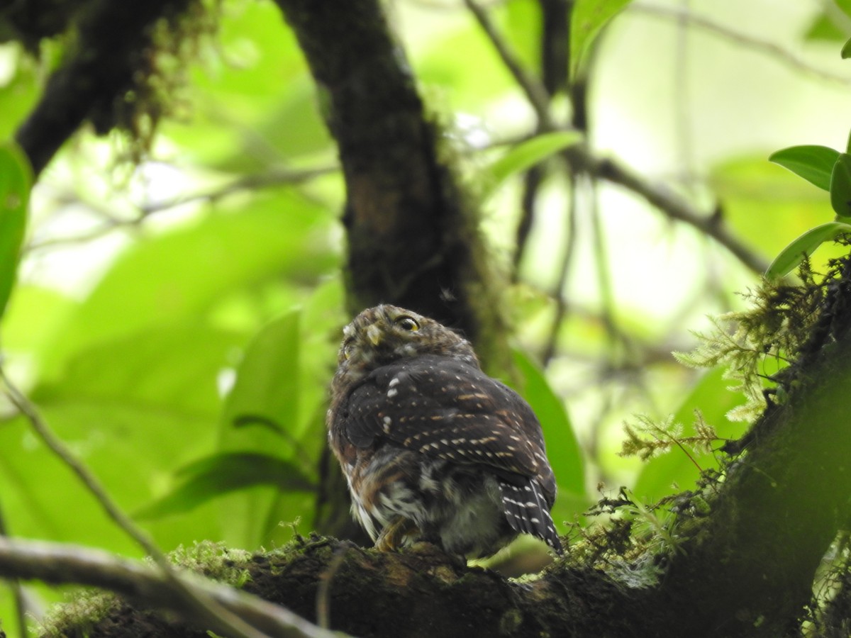 Costa Rican Pygmy-Owl - ML644285336