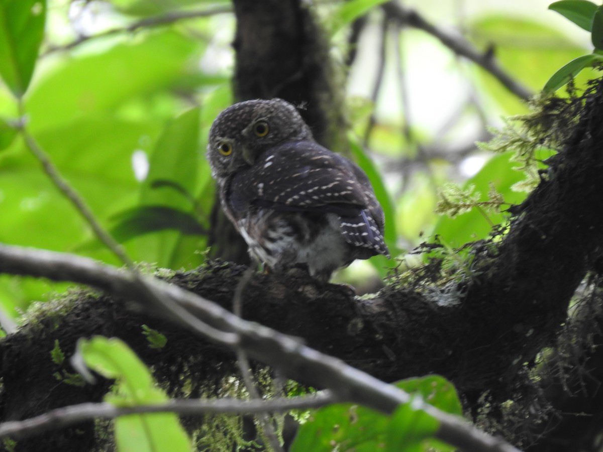 Costa Rican Pygmy-Owl - ML644285337