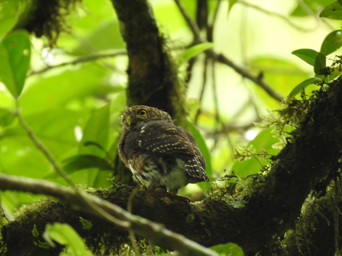 Costa Rican Pygmy-Owl - ML644285339