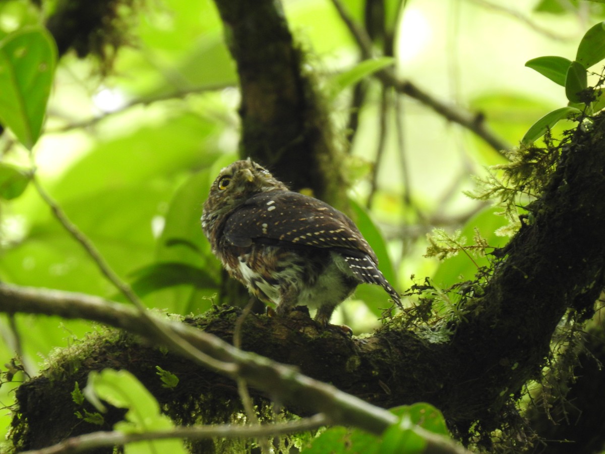 Costa Rican Pygmy-Owl - ML644285340