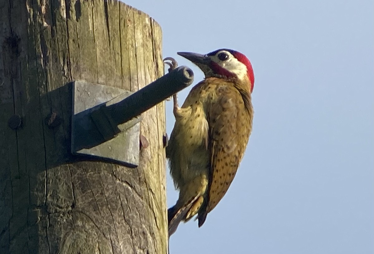 Spot-breasted Woodpecker - ML644285343