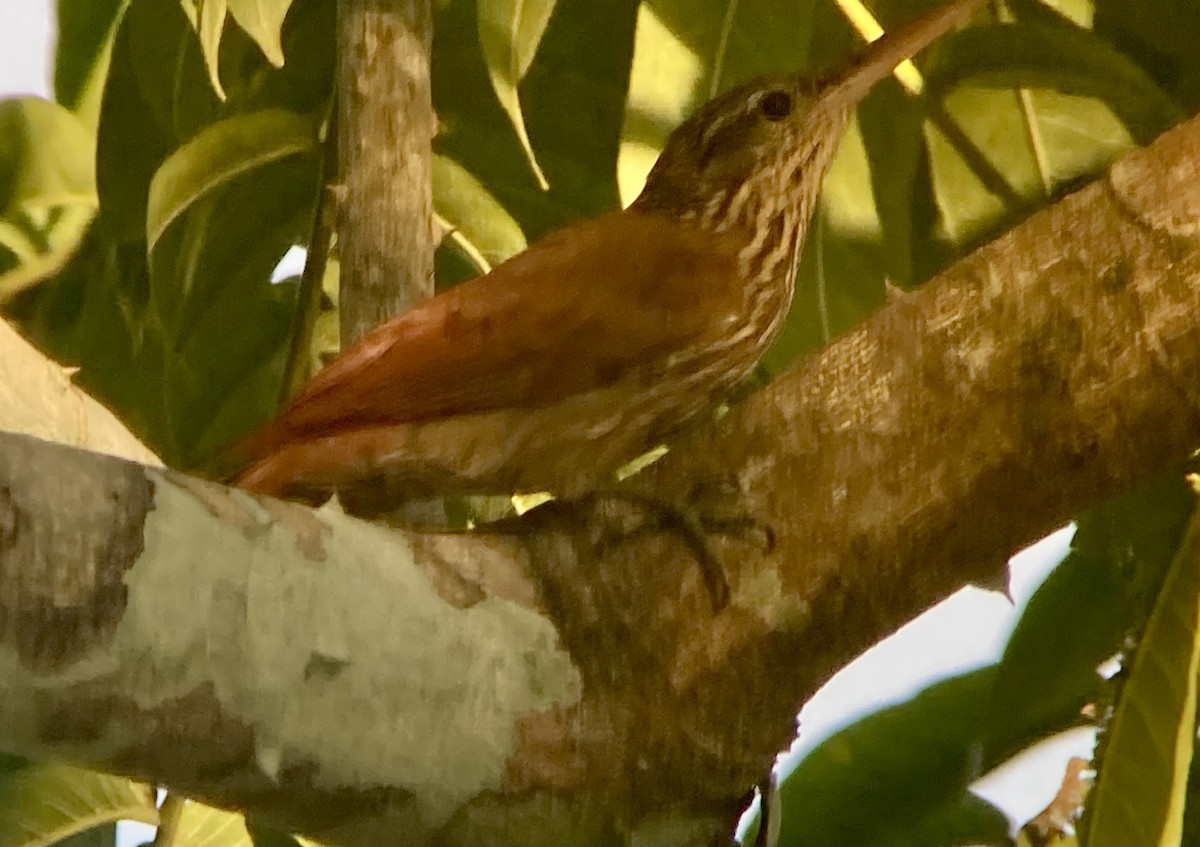 Streak-headed Woodcreeper - ML644285352