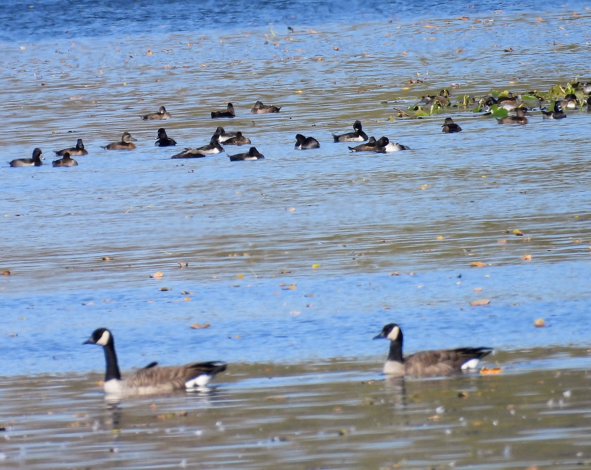Канад галуу - ML644285354