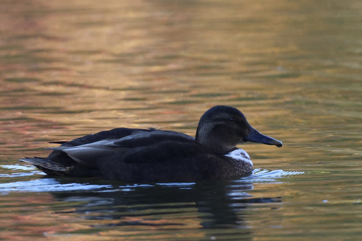 Mallard x American Black Duck (hybrid) - ML644285355