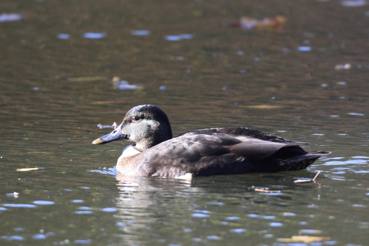 Mallard x American Black Duck (hybrid) - ML644285356