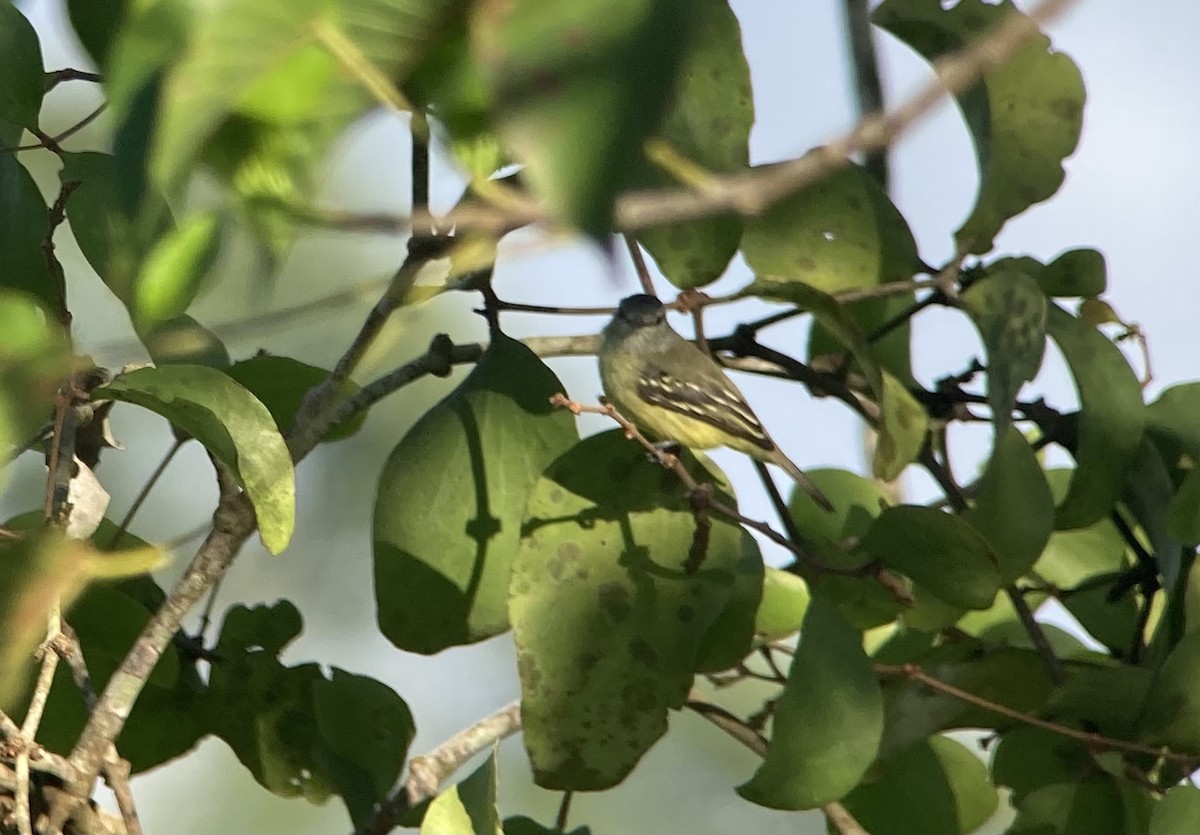 Yellow-crowned Tyrannulet - ML644285357