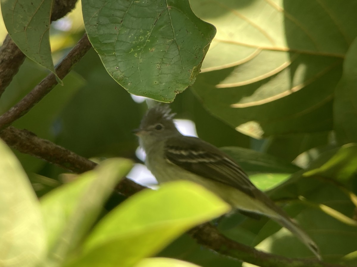 Yellow-bellied Elaenia - ML644285359
