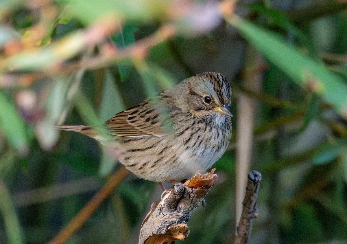 Bruant de Lincoln - ML644285363