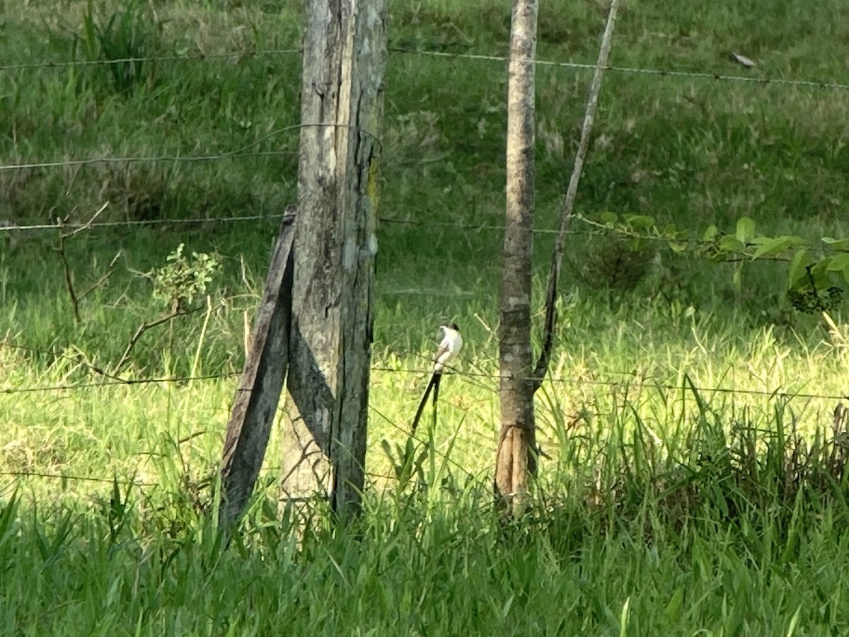 Tyran des savanes - ML644285364