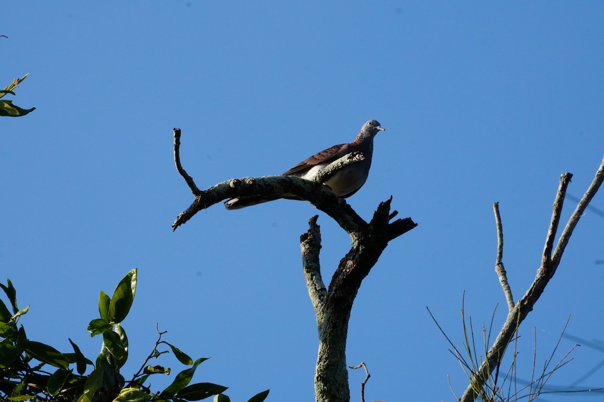Géopélie à nuque rousse - ML644285366