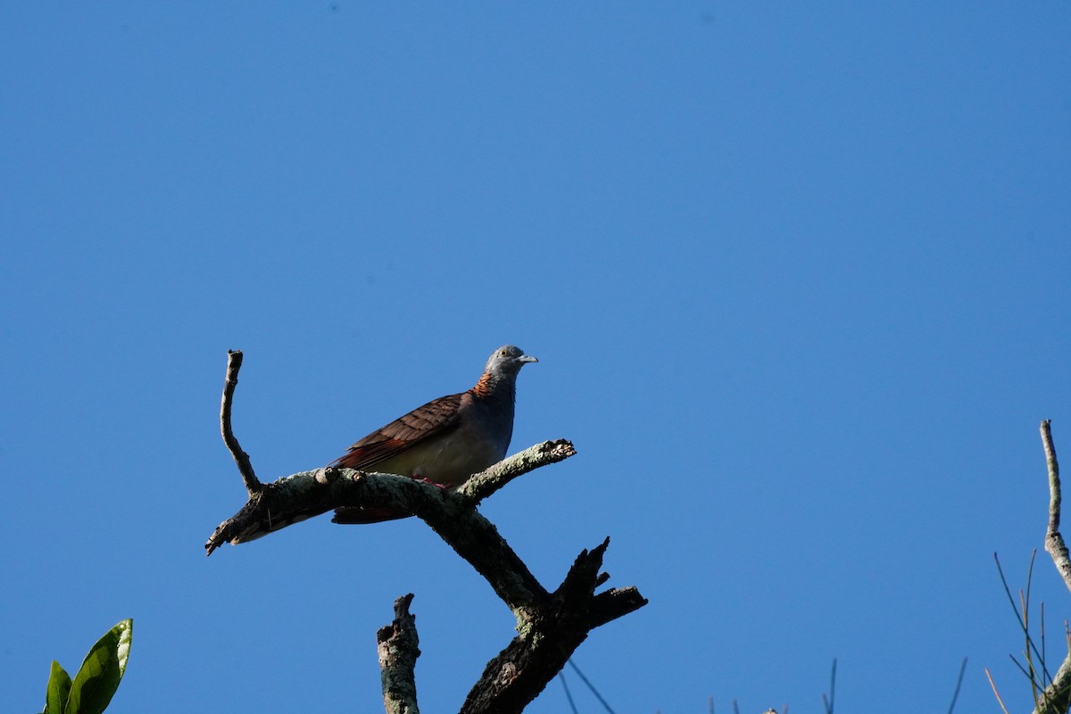 Géopélie à nuque rousse - ML644285367