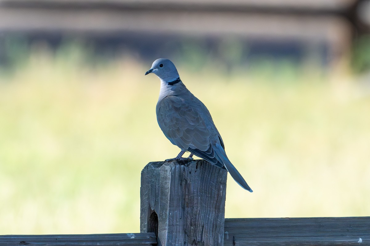 Eurasian Collared-Dove - ML644285368