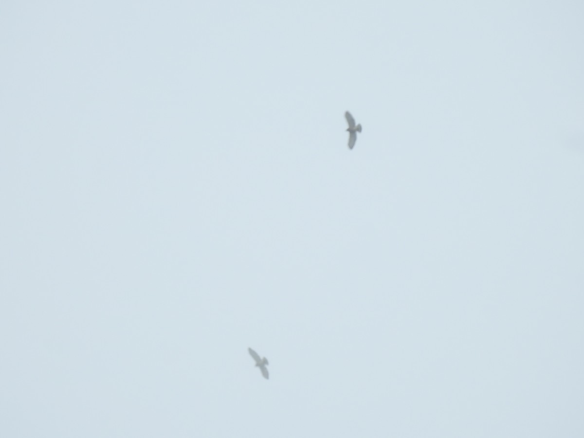 Broad-winged Hawk - ML644285369