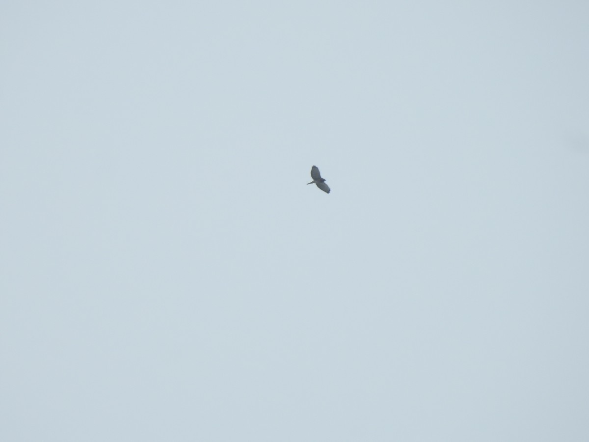 Petite Buse - ML644285370