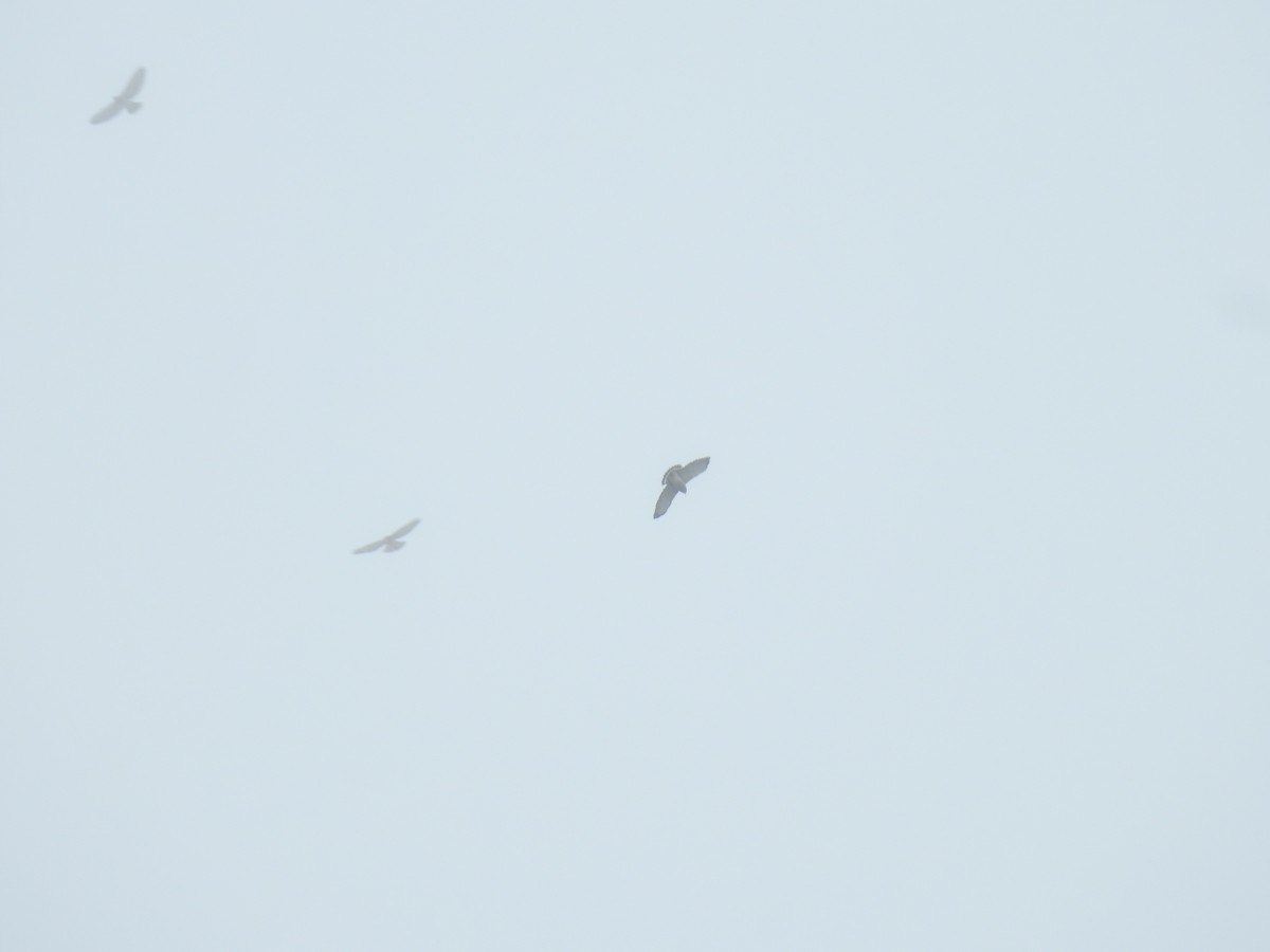 Petite Buse - ML644285371