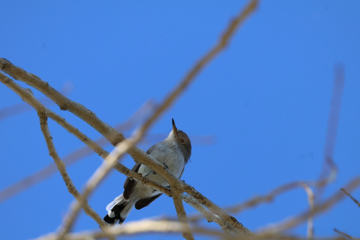 Gobemoucheron gris-bleu - ML644285372